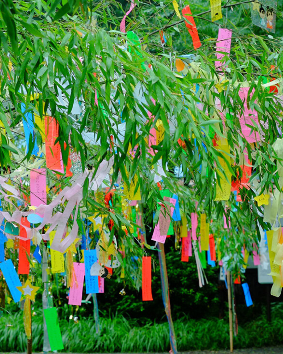 Tanabata Festival at Japanese Friendship Garden and Museum
