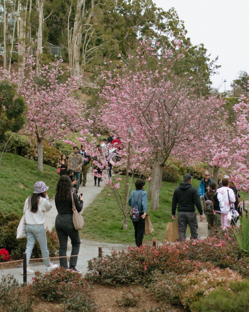 Cherry Blossom Festival at Japanese Friendship Garden & Museum